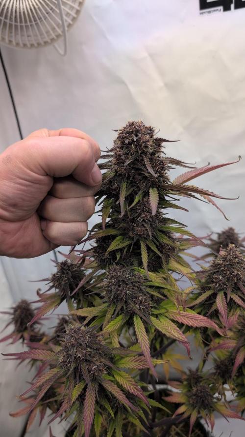 Last Auto Run. Week 10