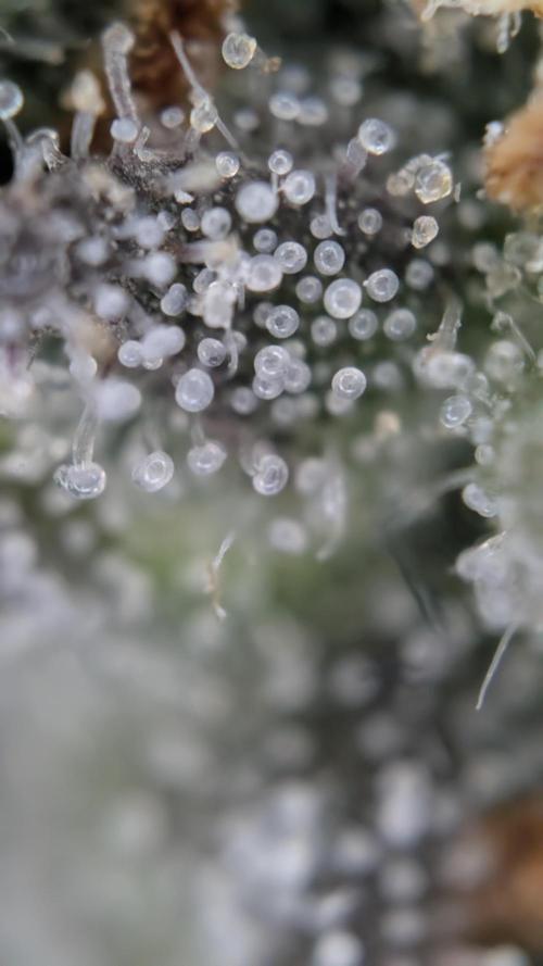 Last Auto Run. Week 10