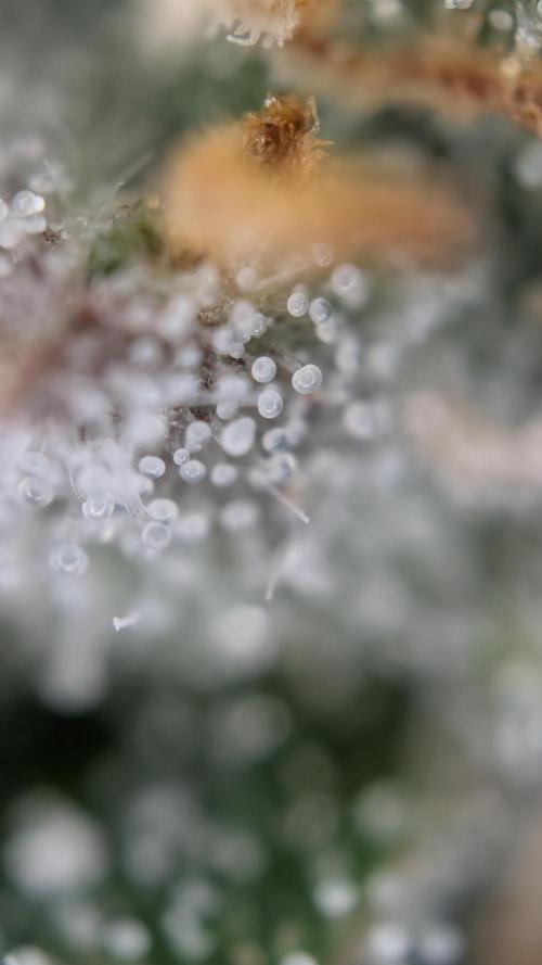 Last Auto Run. Week 10