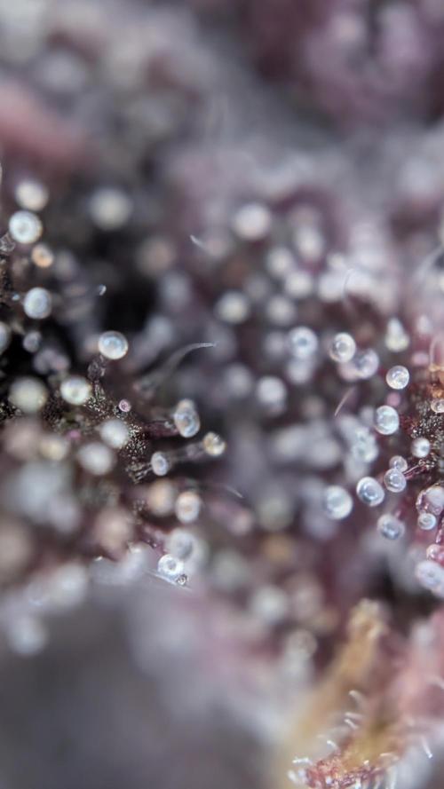 Last Auto Run. Week 10