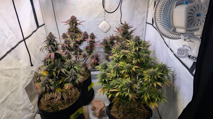 Last Auto Run. Week 10