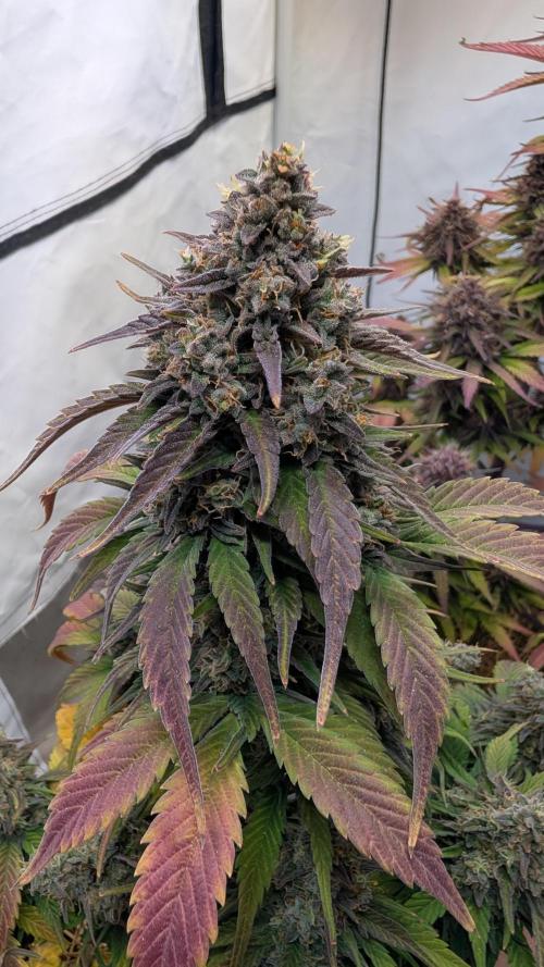 Last Auto Run. Week 10