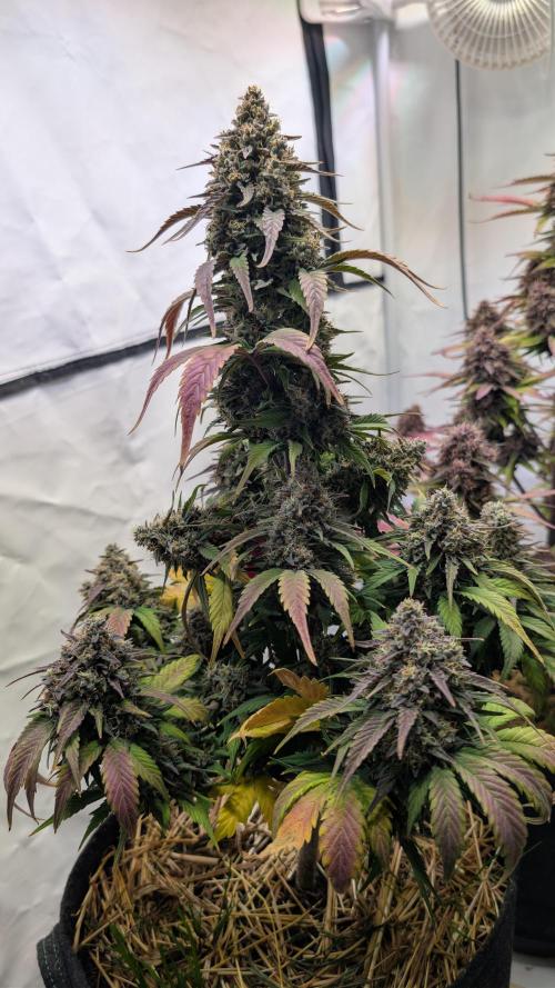 Last Auto Run. Week 10