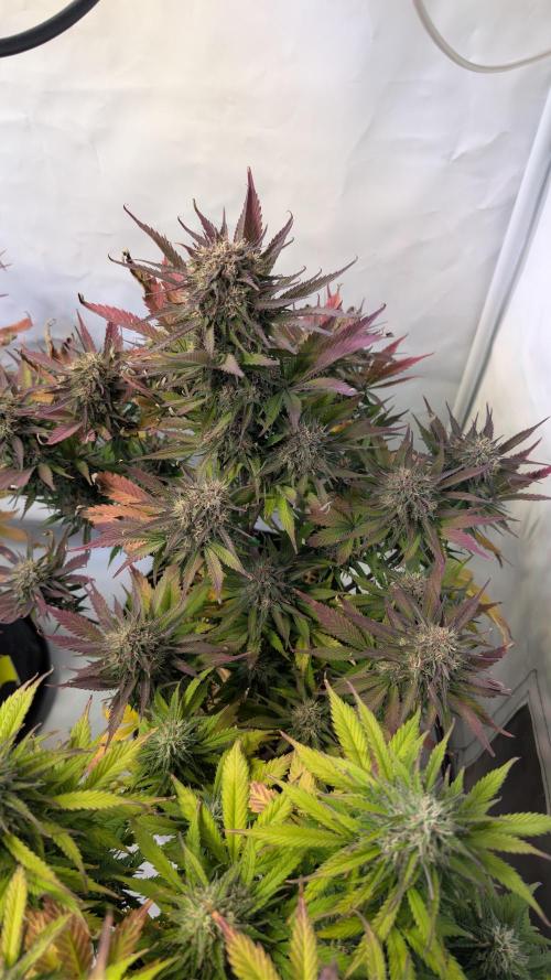 Last Auto Run. Week 10