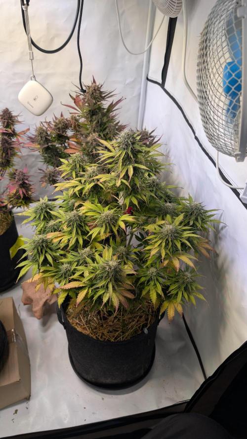 Last Auto Run. Week 10