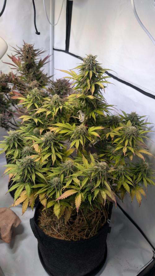 Last Auto Run. Week 10