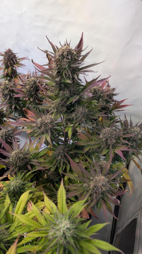 Last Auto Run. Week 10