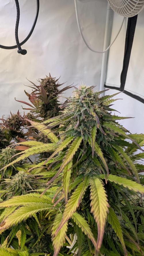 Last Auto Run. Week 10