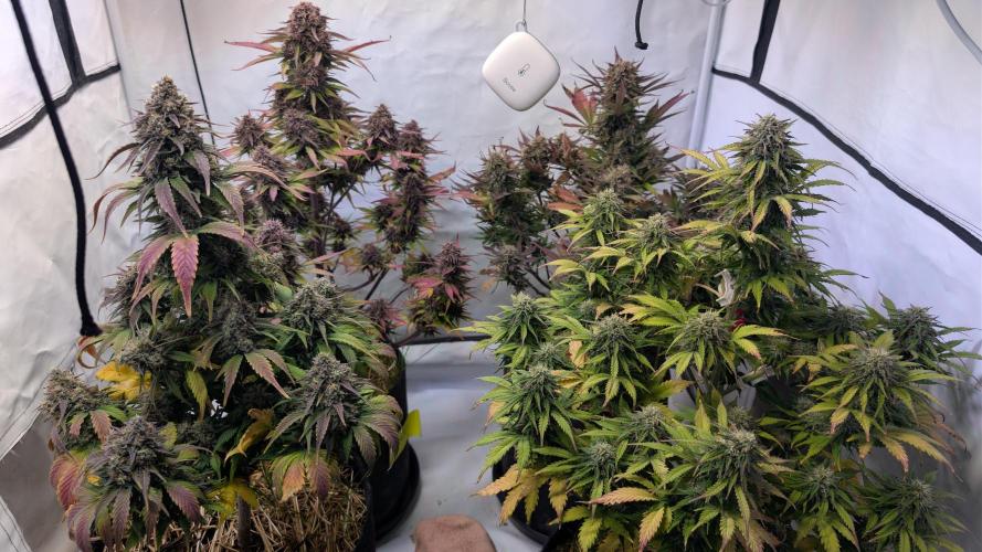 Last Auto Run. Week 10