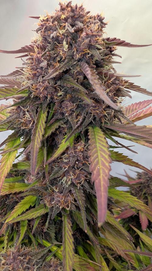 Last Auto Run. Week 10