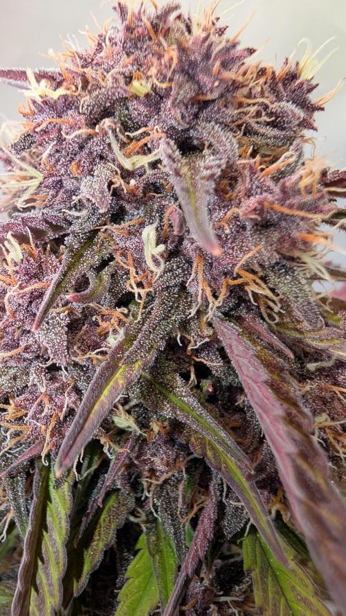 Last Auto Run. Week 10