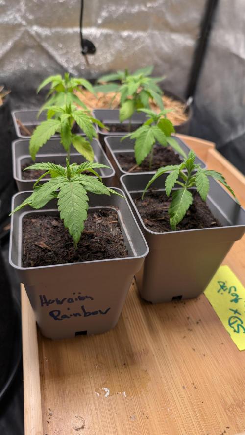 Cup Winning Strains 2026. Week 1