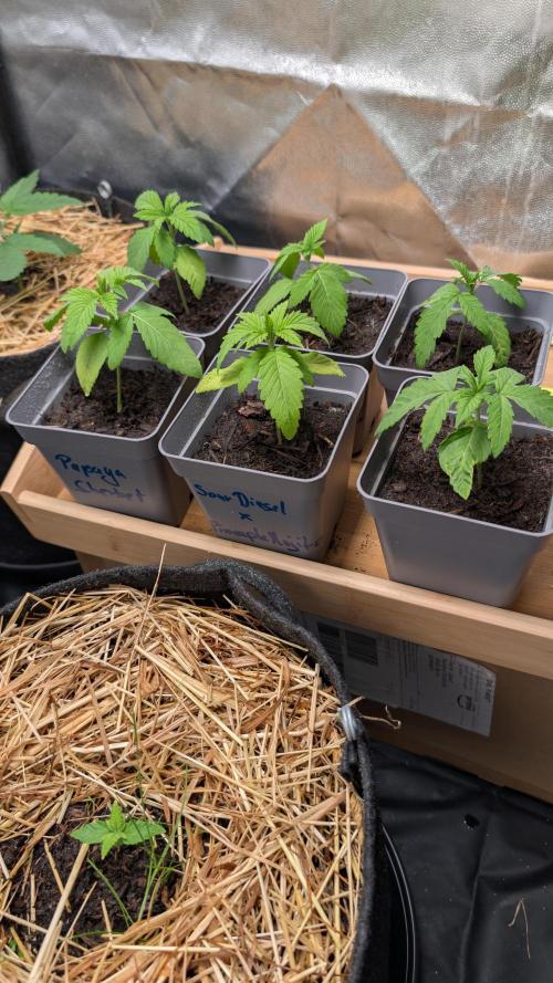 Cup Winning Strains 2026. Week 1