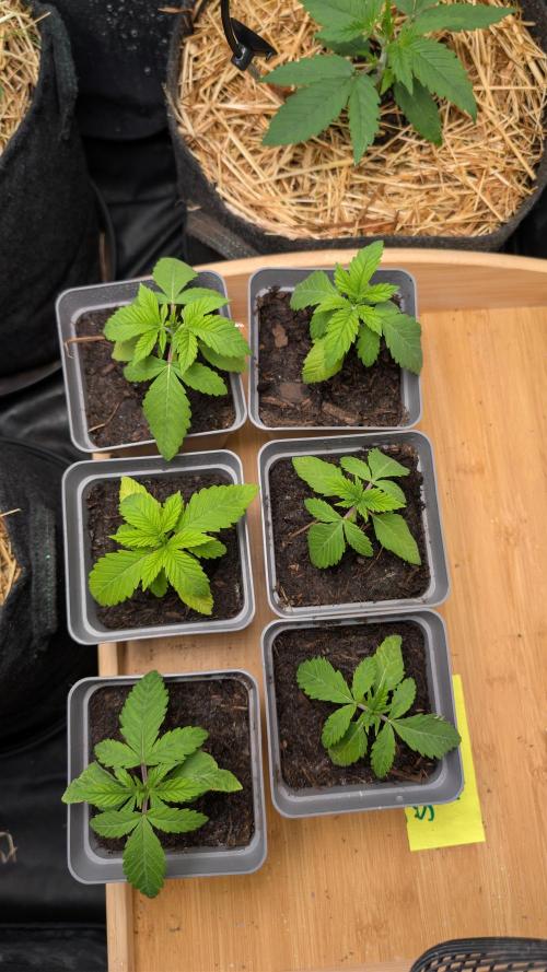 Cup Winning Strains 2026. Week 1