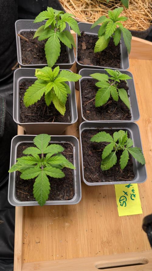 Cup Winning Strains 2026. Week 1