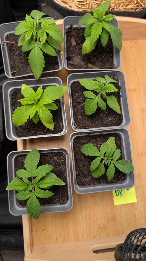 Cup Winning Strains 2026. Week 1