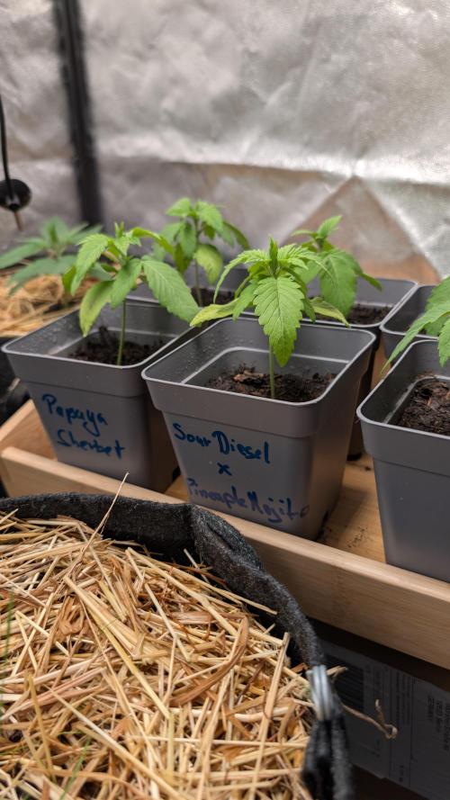 Cup Winning Strains 2026. Week 1