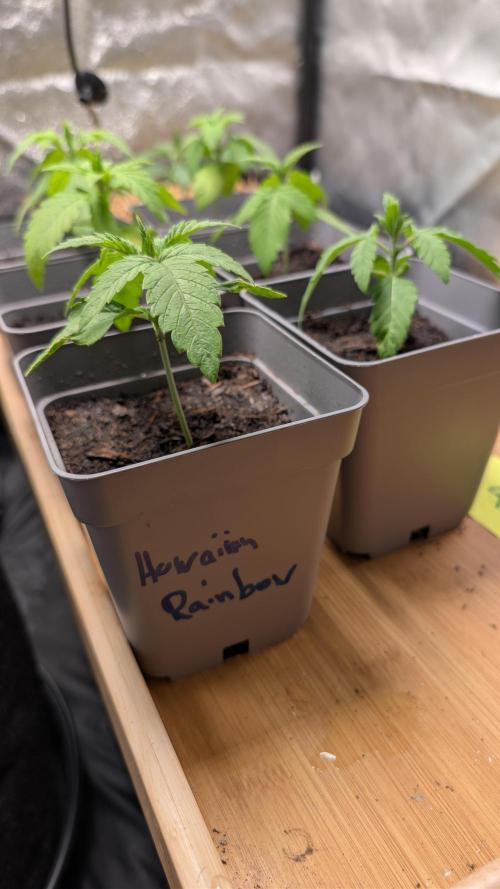 Cup Winning Strains 2026. Week 1