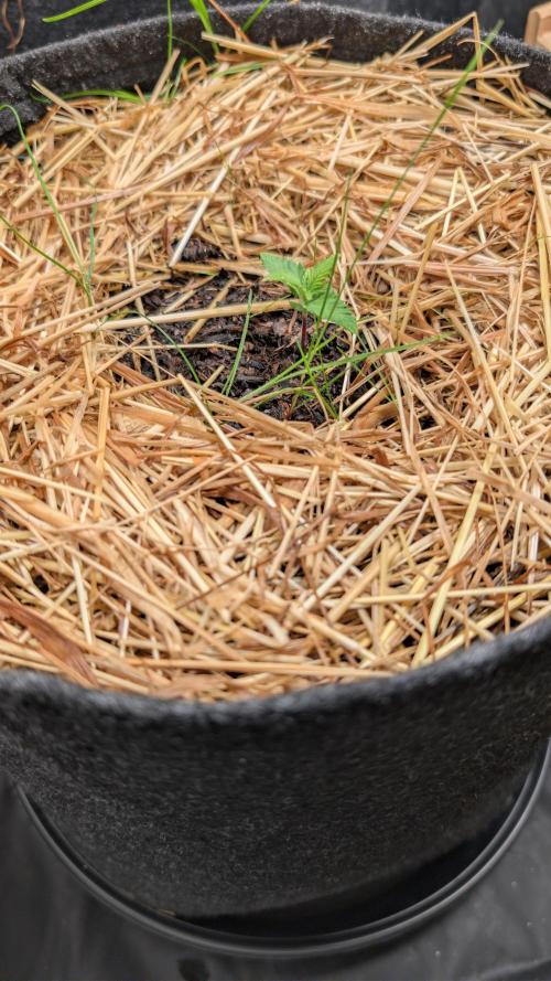 7up AWC 2026. Week 1