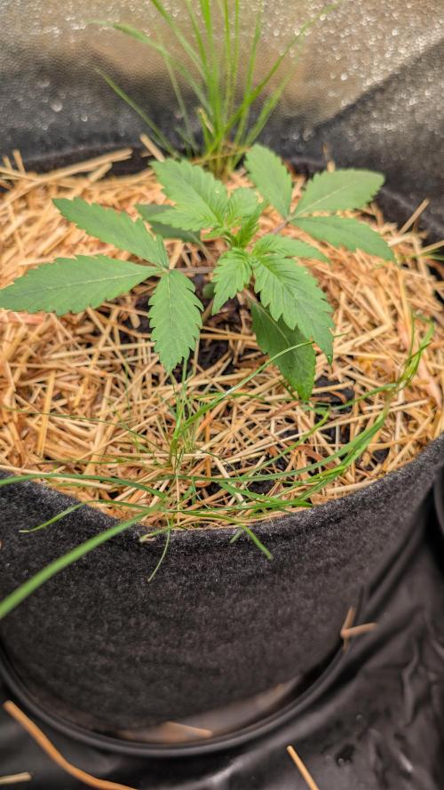 7up AWC 2026. Week 1