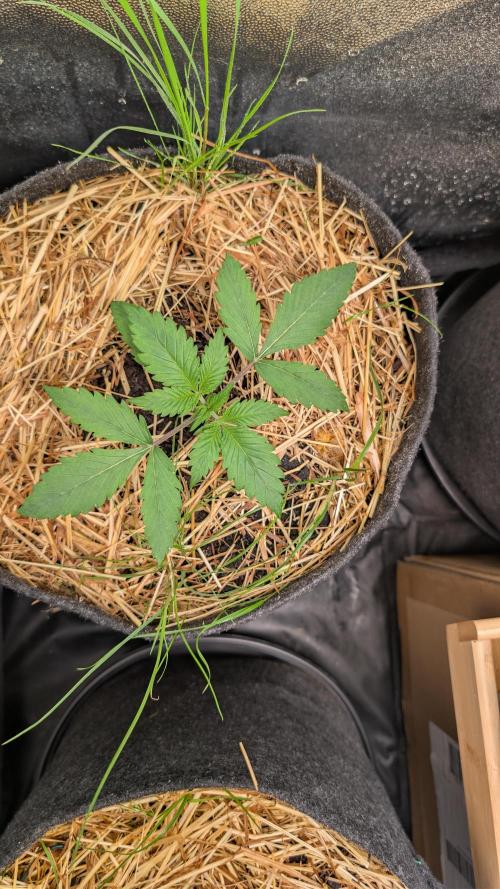 7up AWC 2026. Week 1