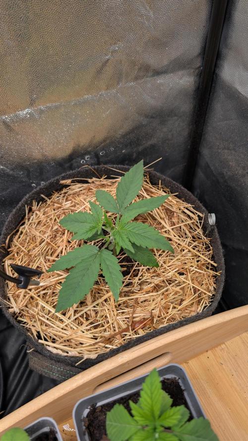 7up AWC 2026. Week 1