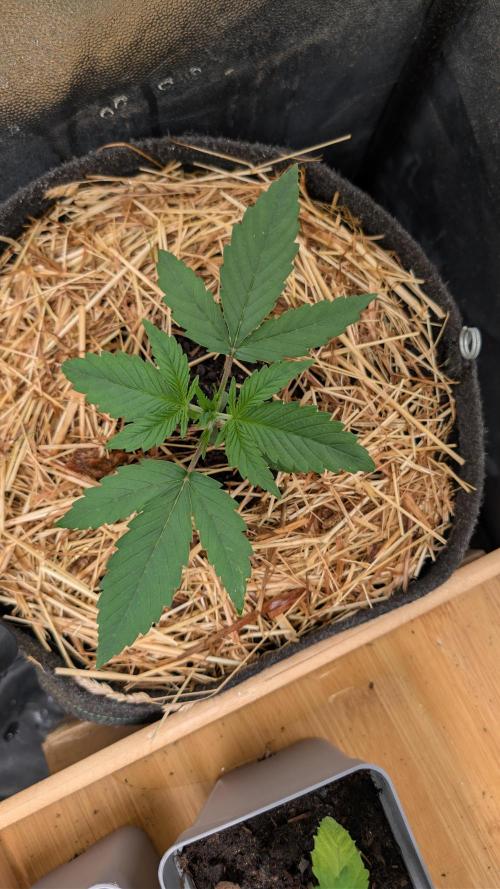 7up AWC 2026. Week 1