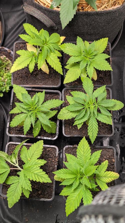 Cup Winning Strains 2026. Week 2