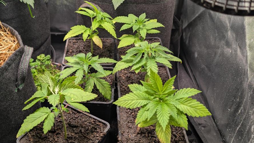 Cup Winning Strains 2026. Week 2