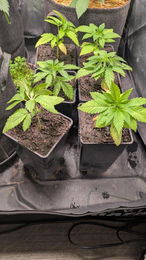 Cup Winning Strains 2026. Week 2