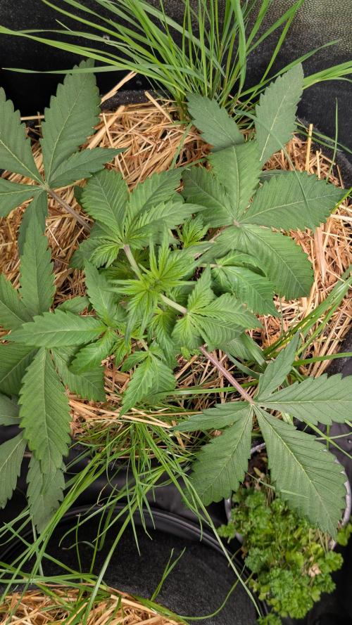 7up AWC 2026. Week 2