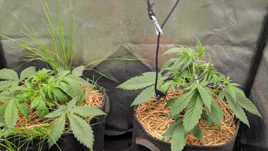 7up AWC 2026. Week 2