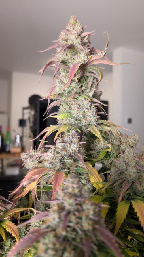 Last Auto Run. Week 11