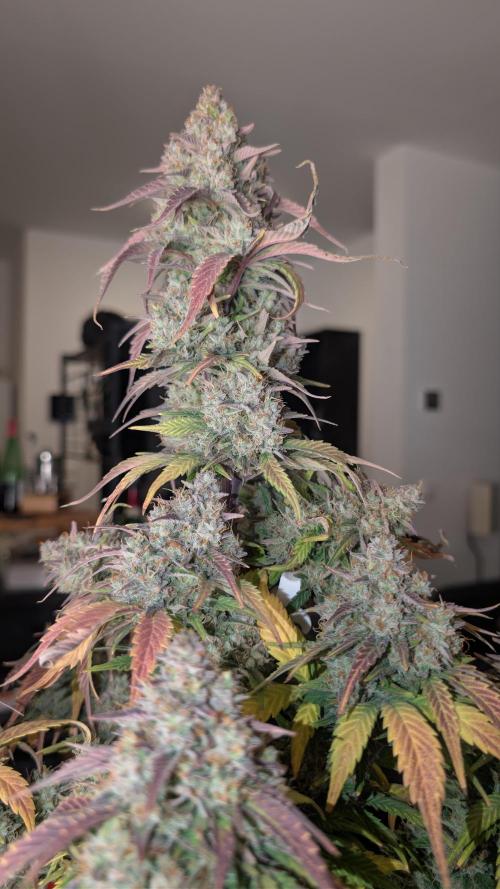 Last Auto Run. Week 11