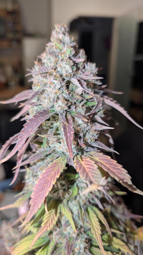 Last Auto Run. Week 11