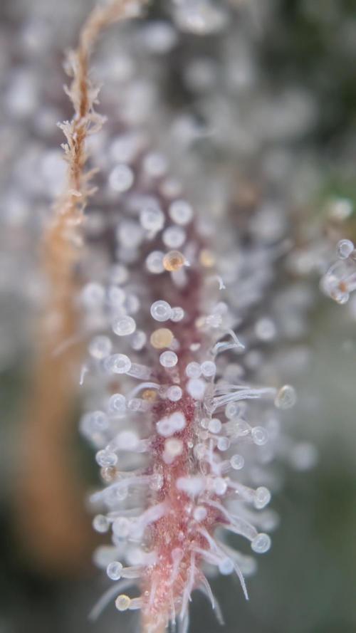 Last Auto Run. Week 11