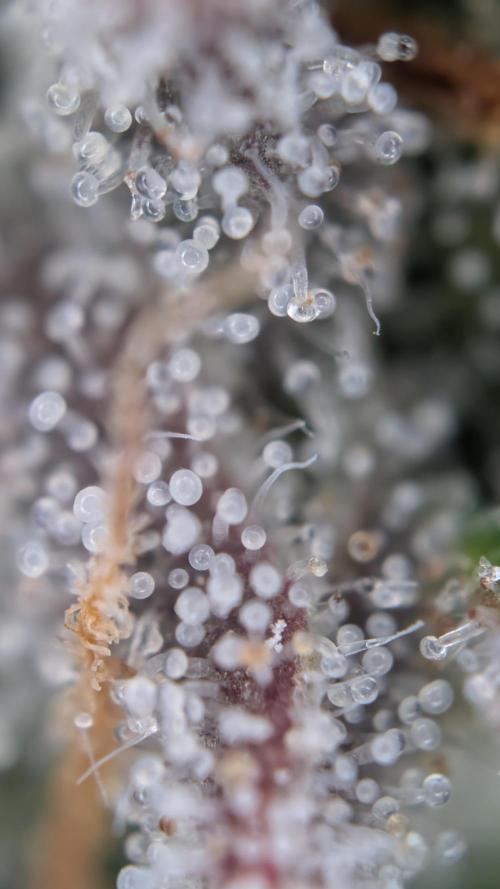 Last Auto Run. Week 11