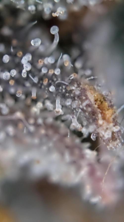 Last Auto Run. Week 11