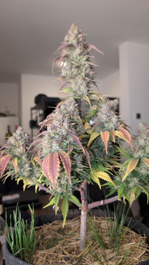 Last Auto Run. Week 11