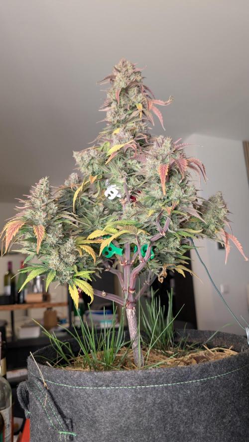 Last Auto Run. Week 11