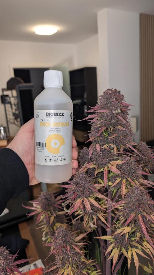 Last Auto Run. Week 11