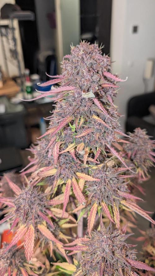 Last Auto Run. Week 11