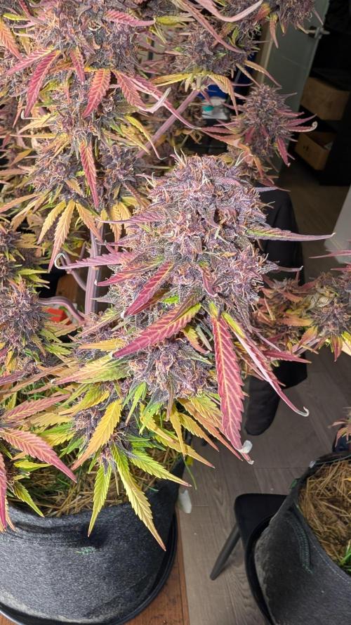 Last Auto Run. Week 11