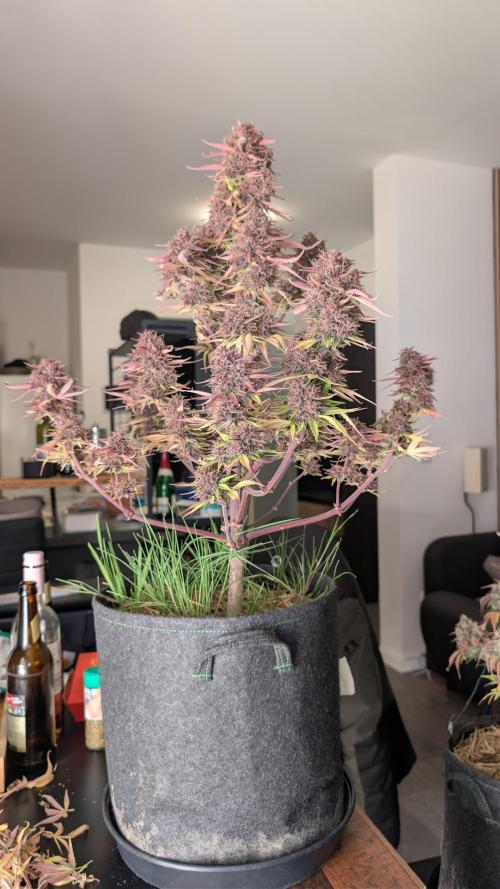 Last Auto Run. Week 11