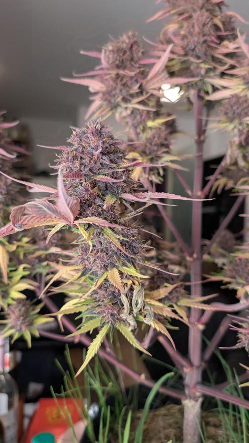 Last Auto Run. Week 11