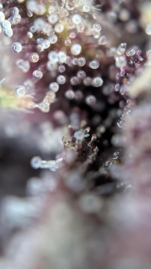 Last Auto Run. Week 11