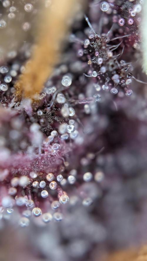 Last Auto Run. Week 11