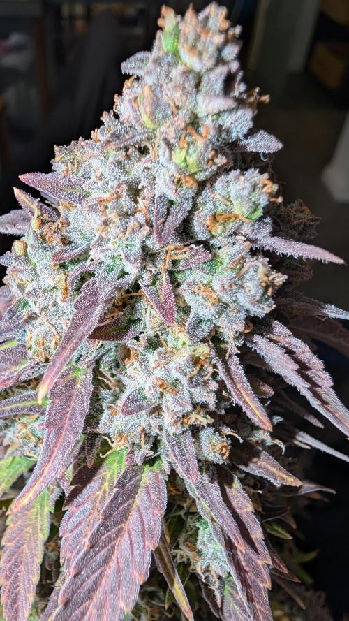 Last Auto Run. Week 11