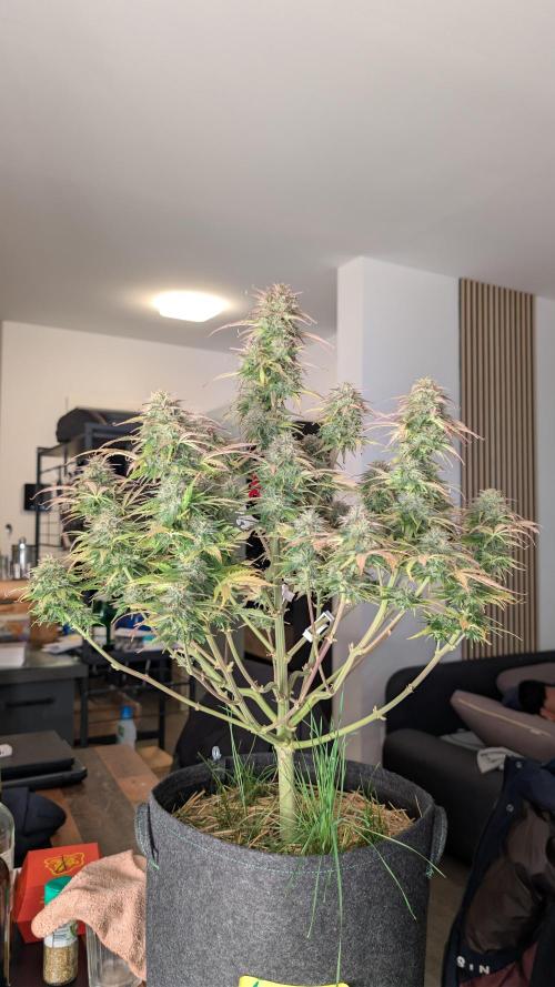 Last Auto Run. Week 11