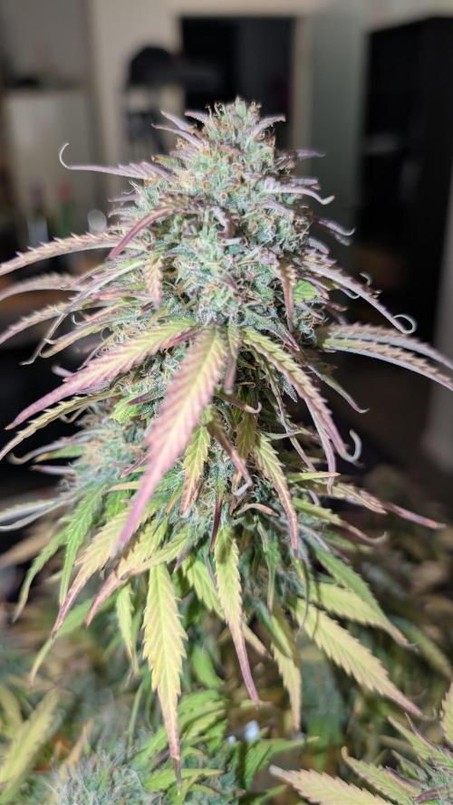 Last Auto Run. Week 11